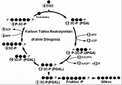 C3 Fotosentez Mekanizması