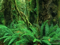 Fotosentez Yapan Canlılar Nelerdir?