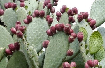 Kaktüs Fotosentez Yapar mı?