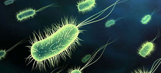 Fotosentez Yapan Bakteriler